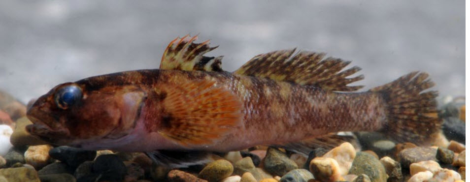 Gobius paganellus_1245